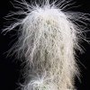 cephalocereus_senilis_1